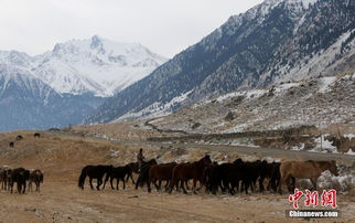 伊犁河谷牧民 千年轉(zhuǎn)場之路上的冬季遷徙