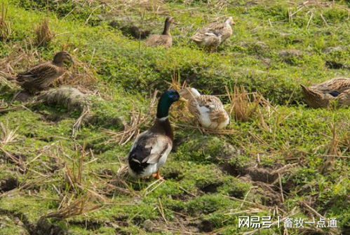 肉鴨場(chǎng)區(qū)與外界隔離及農(nóng)副產(chǎn)品銷售策略